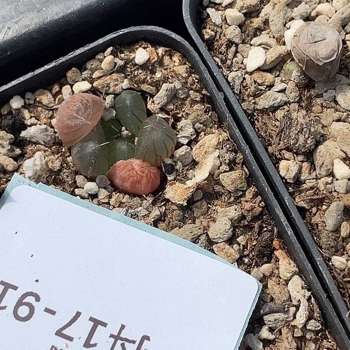 西***梨17-91肉锥多肉植物