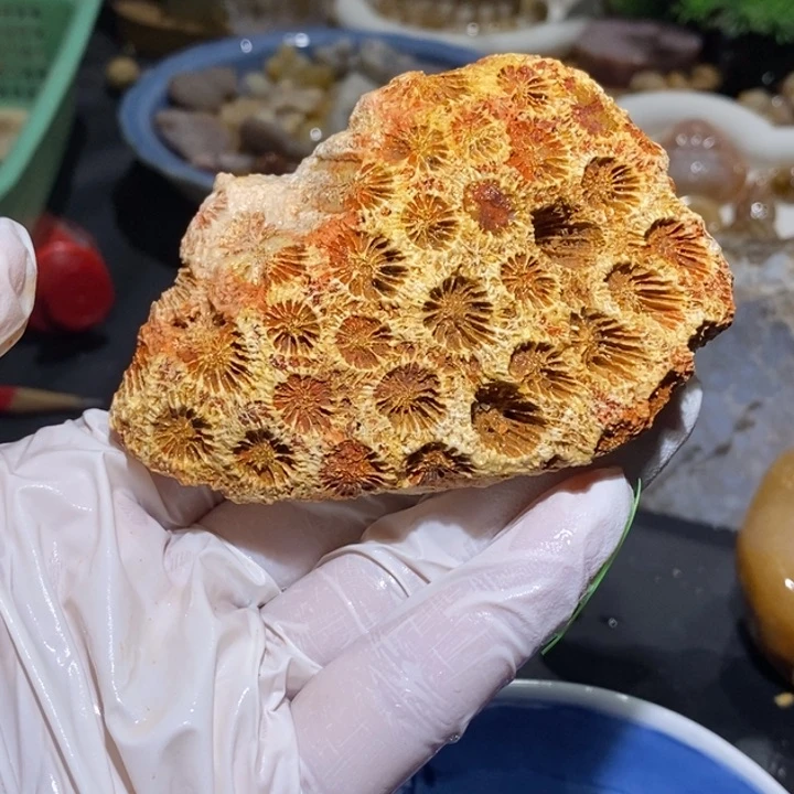 【闪购商品】未镶嵌珊瑚玉硅化玉