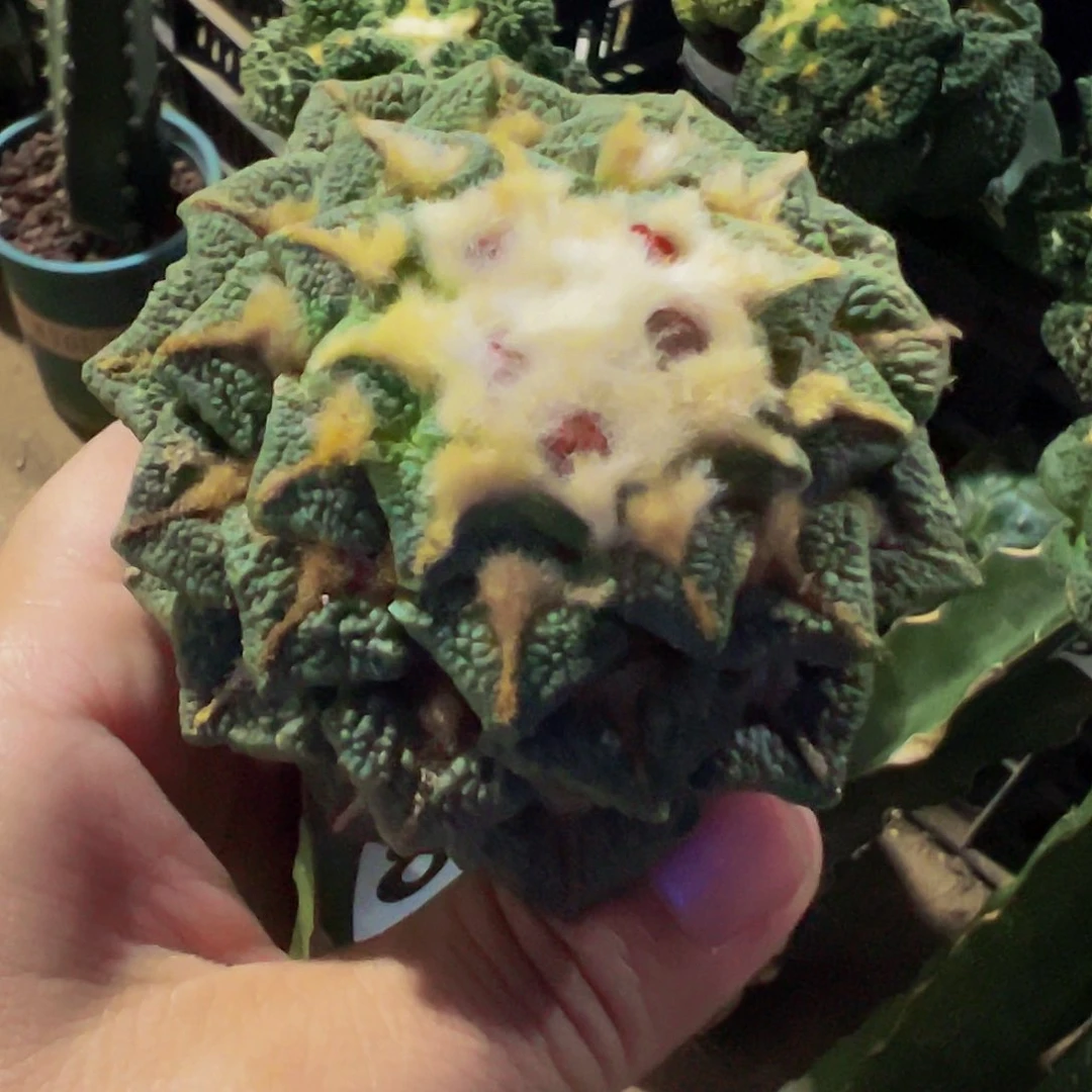 老***仔无花朵大尤黑牡丹832