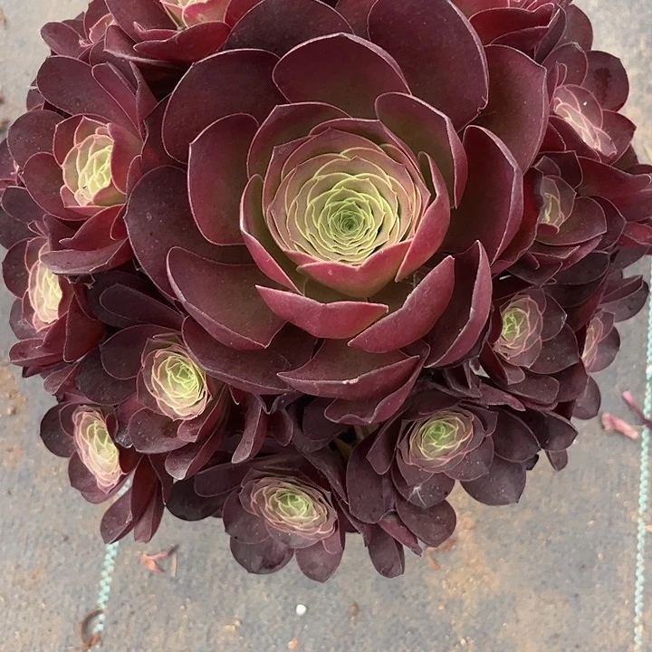 多肉植物媚金玫瑰