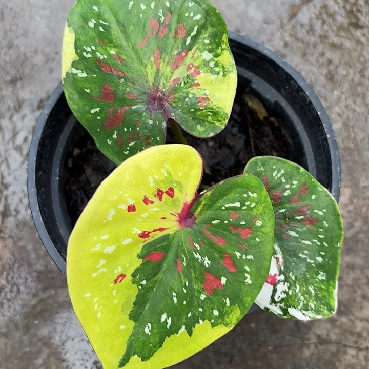 72-1115Lok广东现货