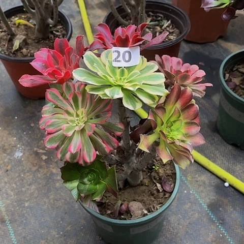 法师嫁接的时候就会有20