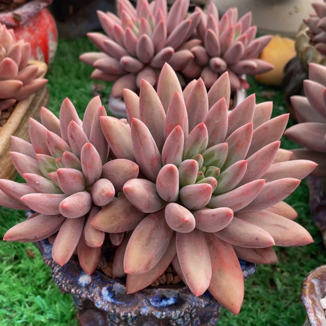 多肉植物盆栽多肉