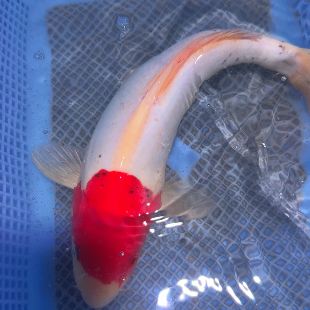 锦鲤锦鲤单顶30观赏鱼