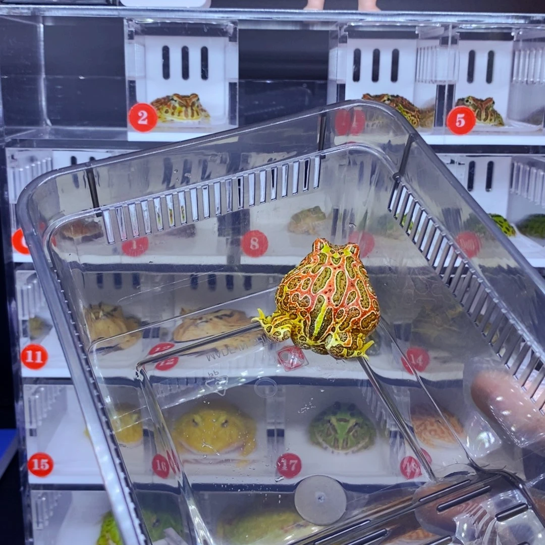 （***缘彩色蚕宝宝角蛙3-10cm闪购专享链接