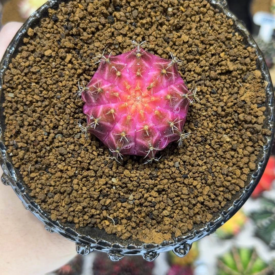 紫罗兰轮回————////—/—