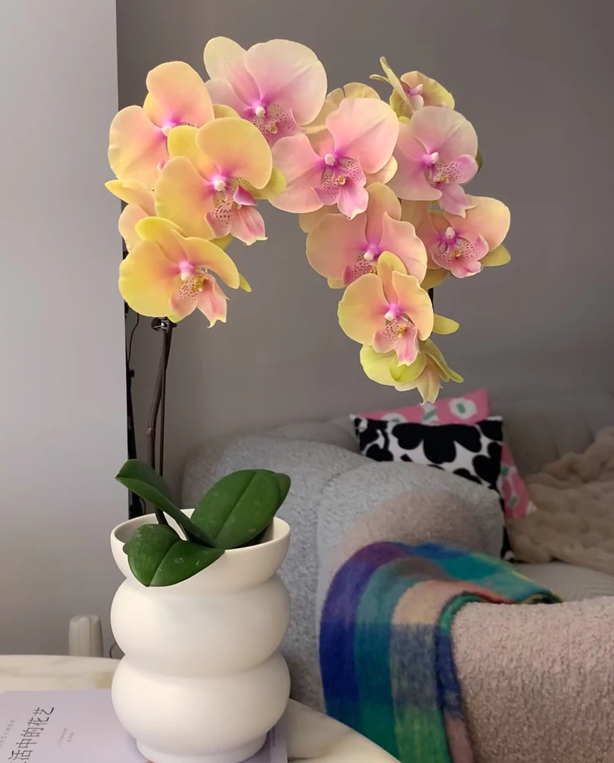 稀有花色3寸蜜桃508单梗 带花带花苞发货