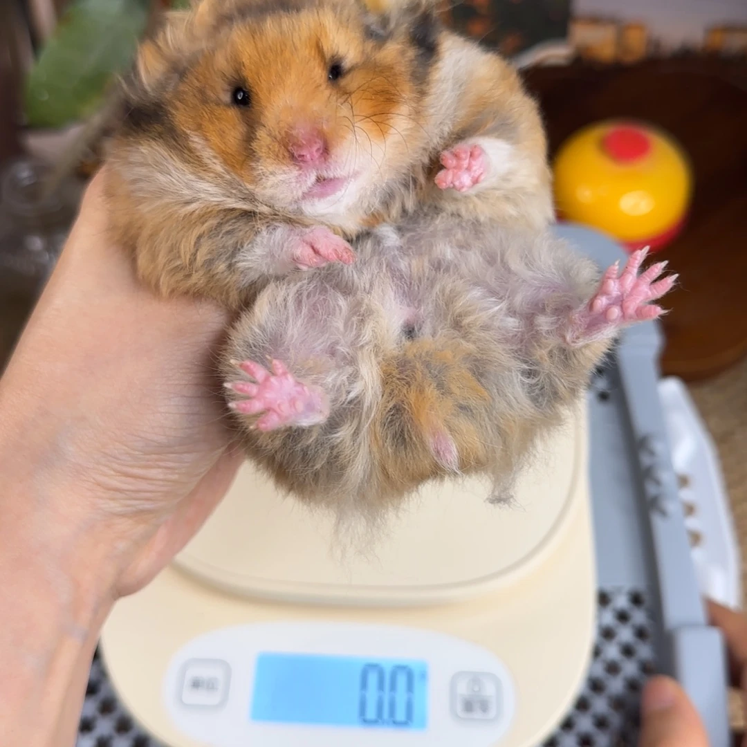 卷毛虎纹妹妹166g8.08