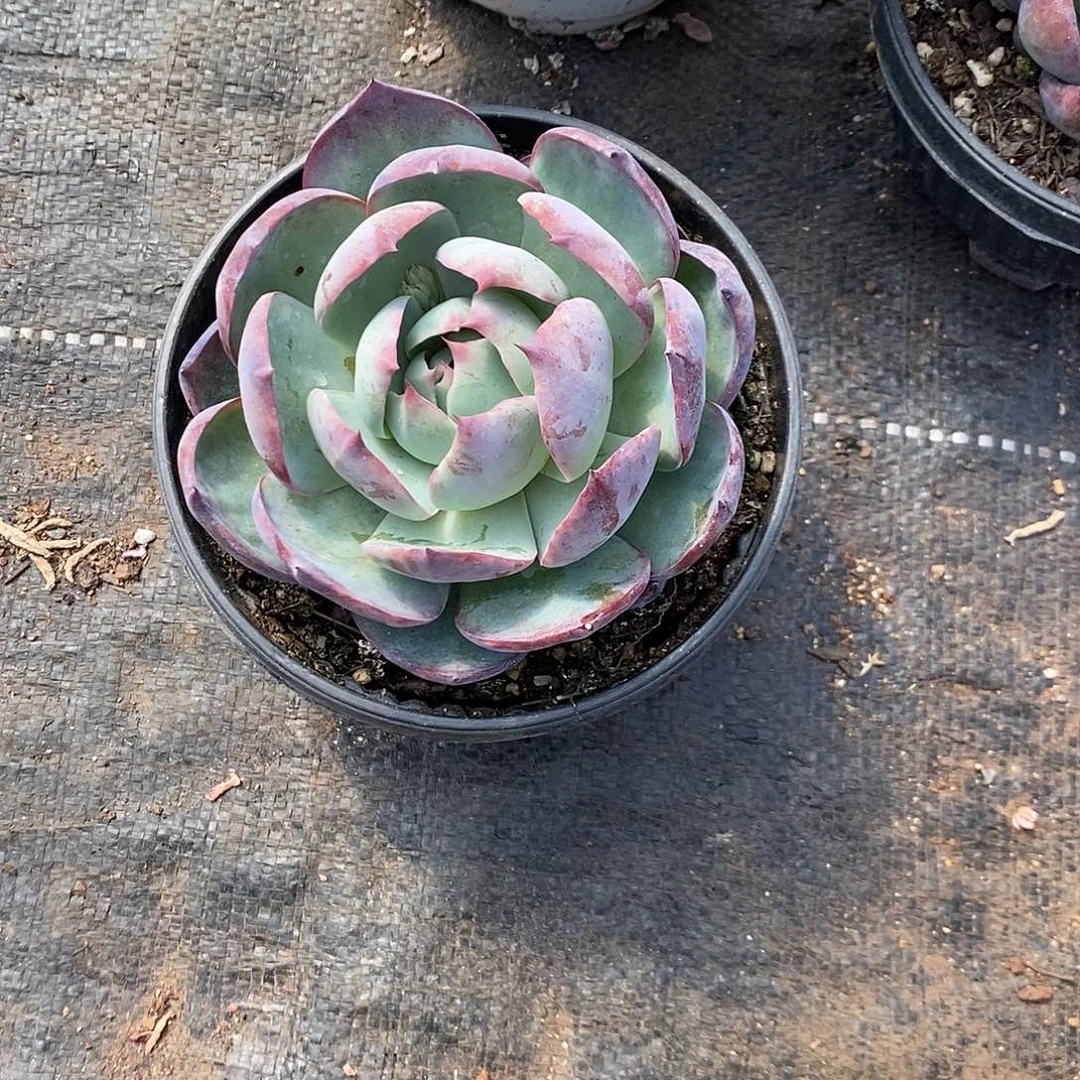 捕****灰惊鸿1颗多肉植物