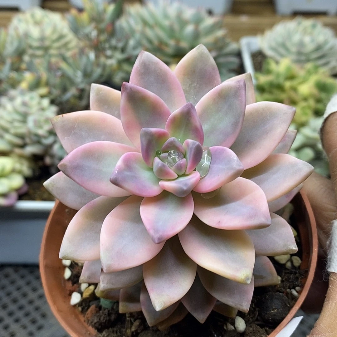 2152 淡雪锦多肉