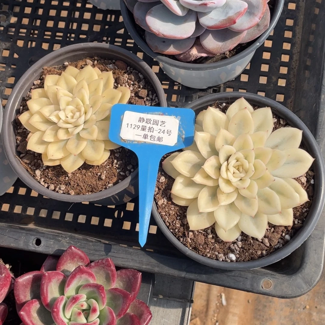 112924-宽锦月亮仙子锦大单头一颗