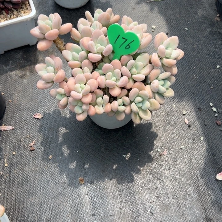 无花朵可****）多肉葡萄等经济林木中