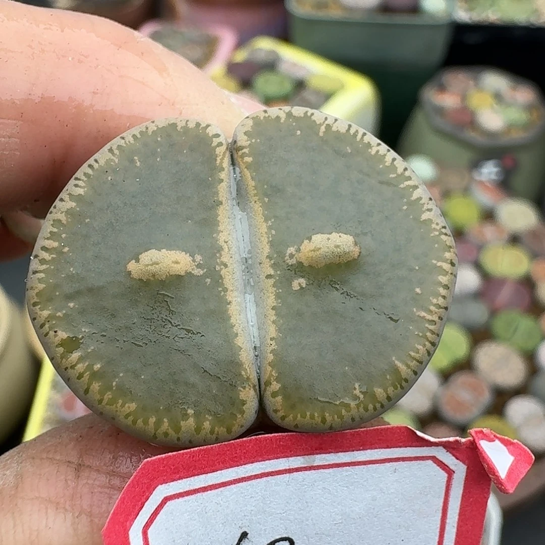 10戴眼镜的和田母本