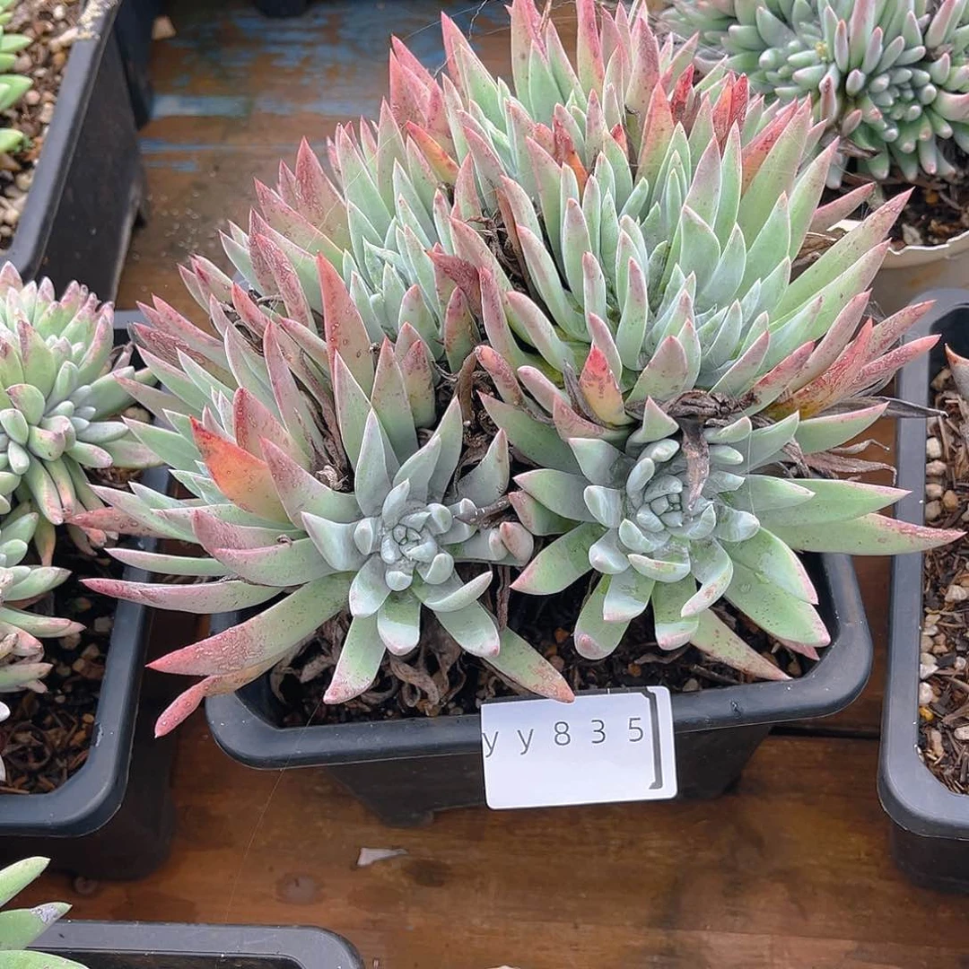 老桩仙女杯yy835