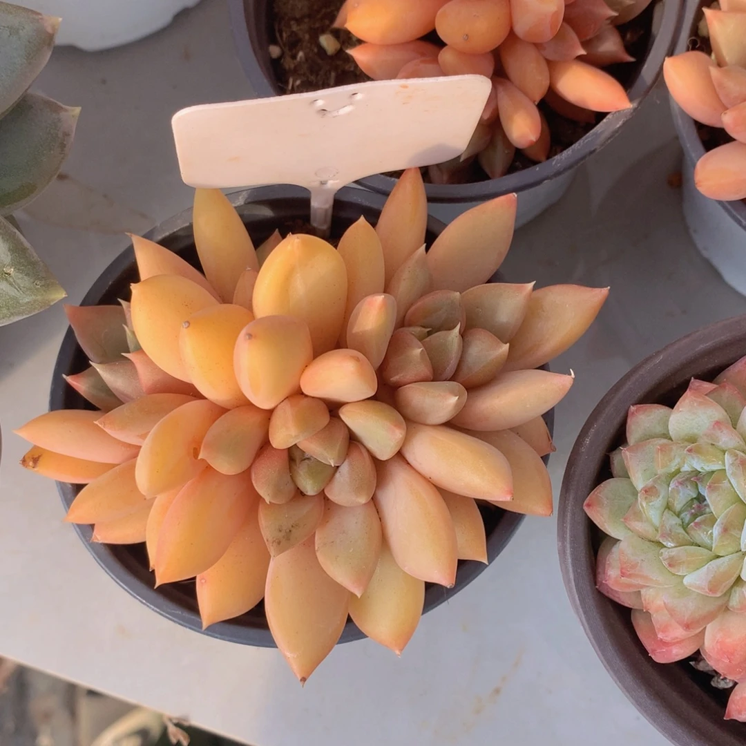 红象牙多肉植物626262626