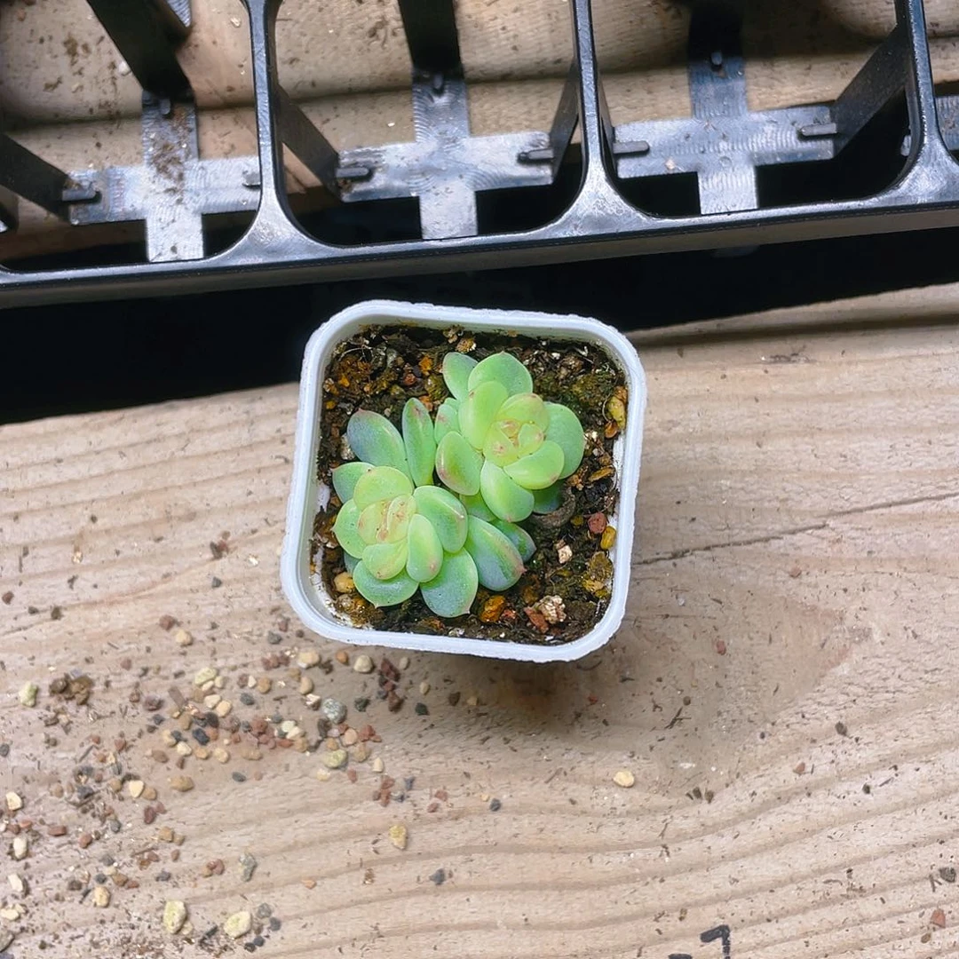 水*凝T109号甜心双头盆不包整一个满25包邮