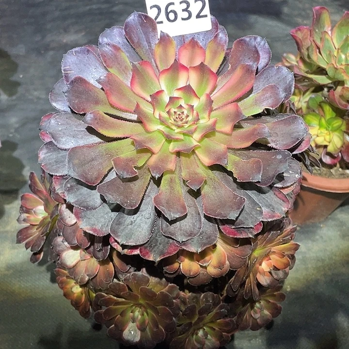 女儿红2632号多肉植物