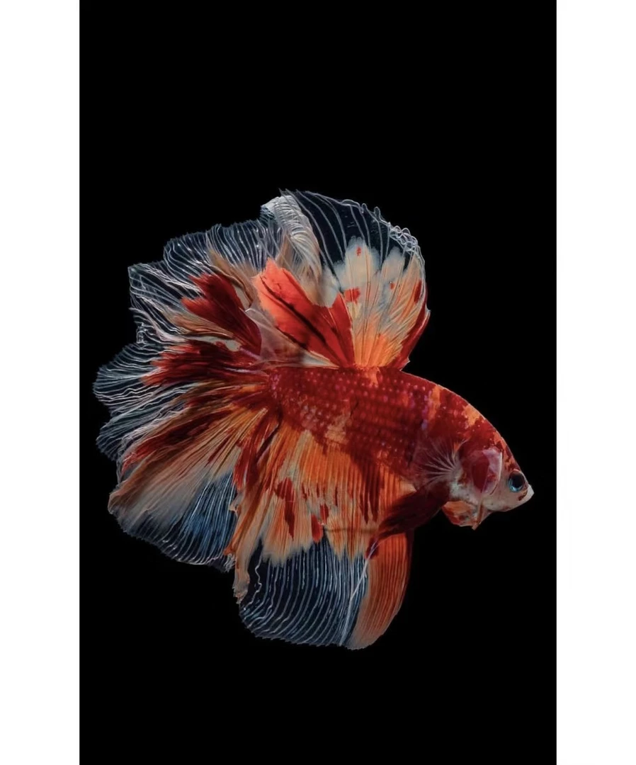 【65-128】【一号一拍】【直播选鱼】泰国斗鱼专用鱼缸