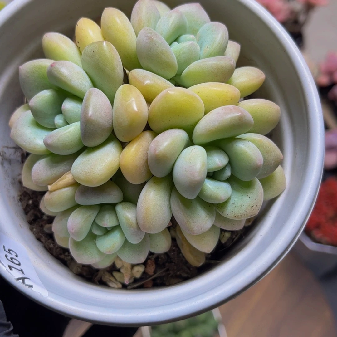 421泡泡糖8厘米多肉