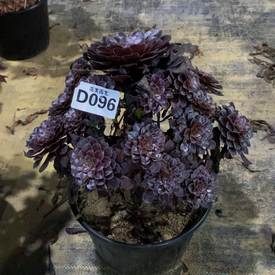 黑珍珠多肉植物096000