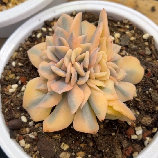 雪精灵 朵朵缀 5头