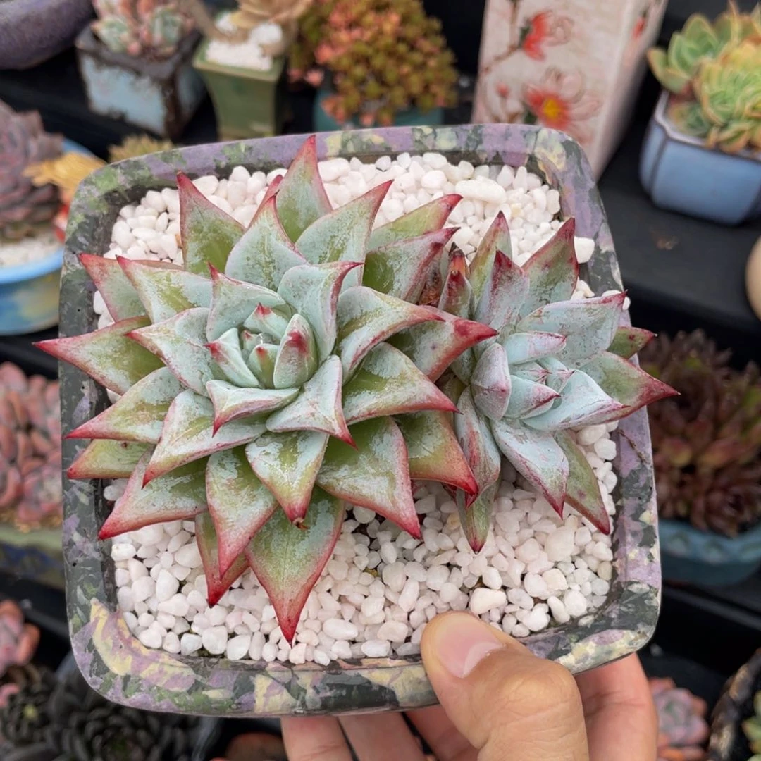 祖母绿多肉植物盆栽多肉植物