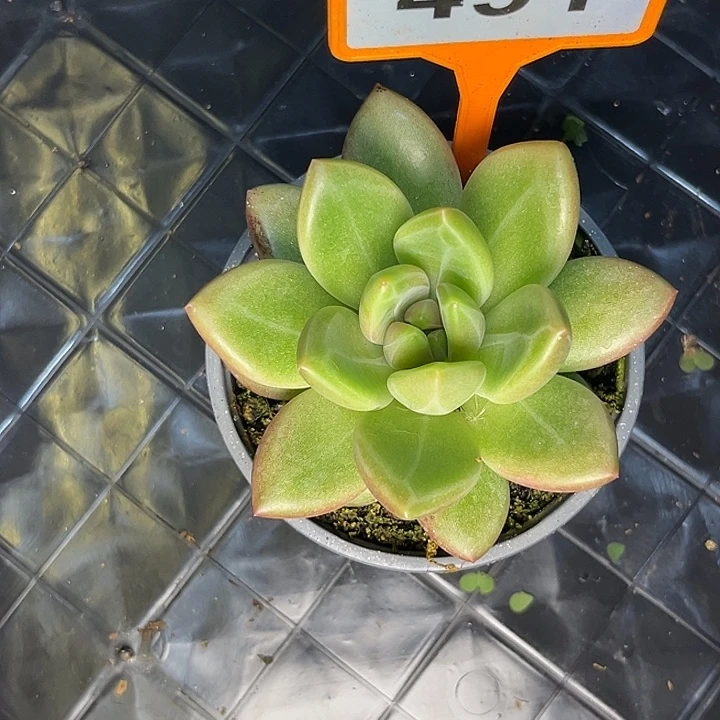 多肉植物迷雾泡泡491