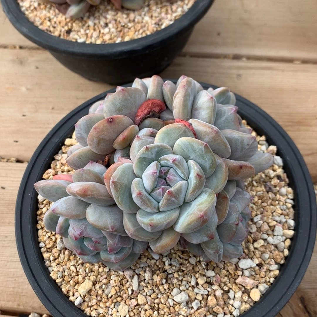 森****?森旅突尼斯发货多肉