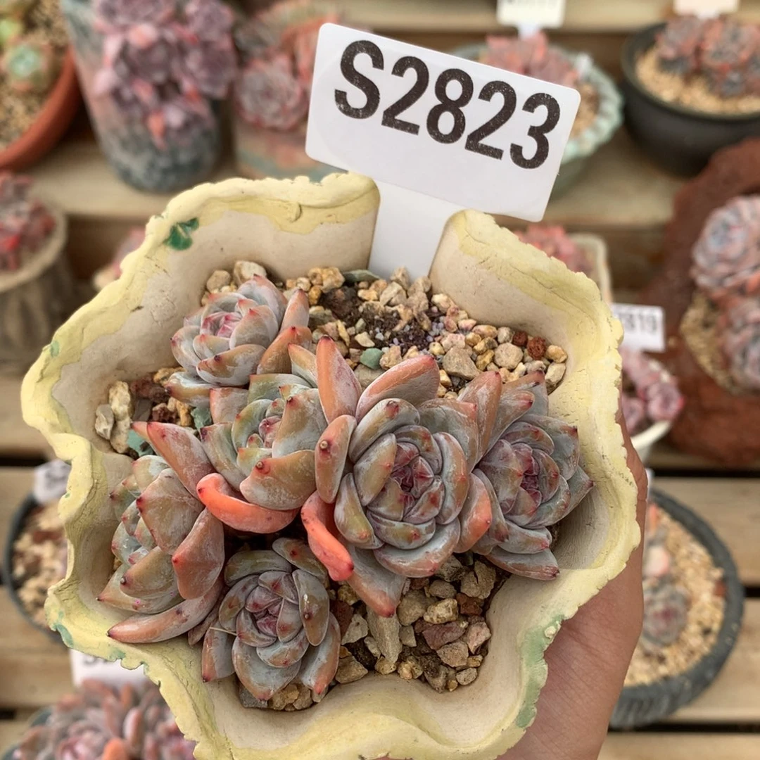 S2823 紫皮老桩星影 无砍 9cm