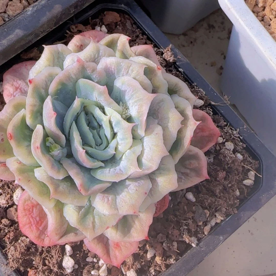 【闪购商品】泡泡纱群