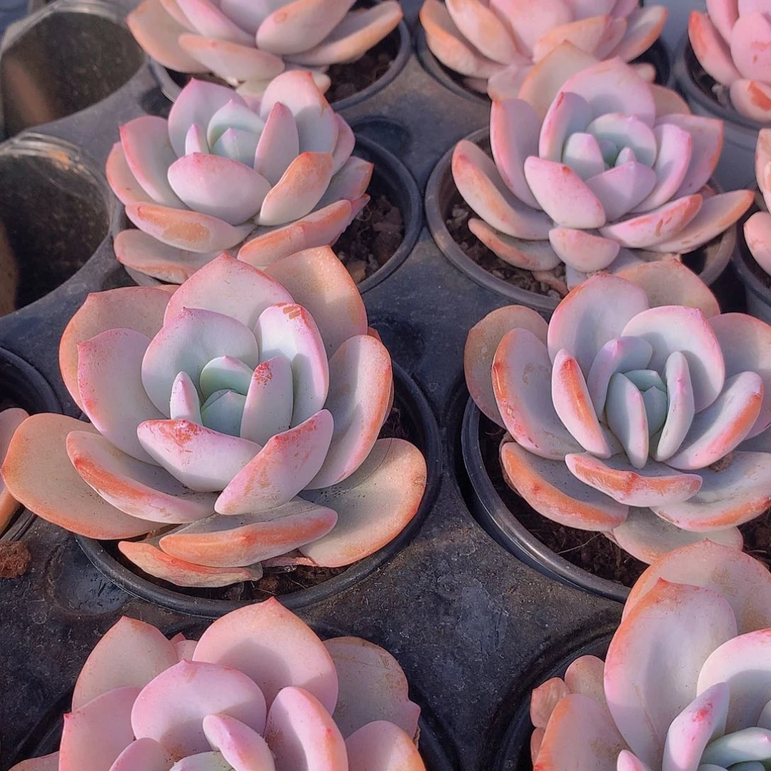 大奶茶234678899900