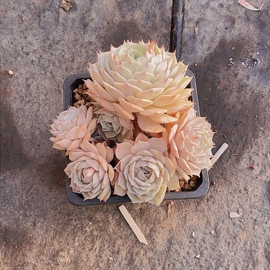 明***好露娜莲多肉植物群