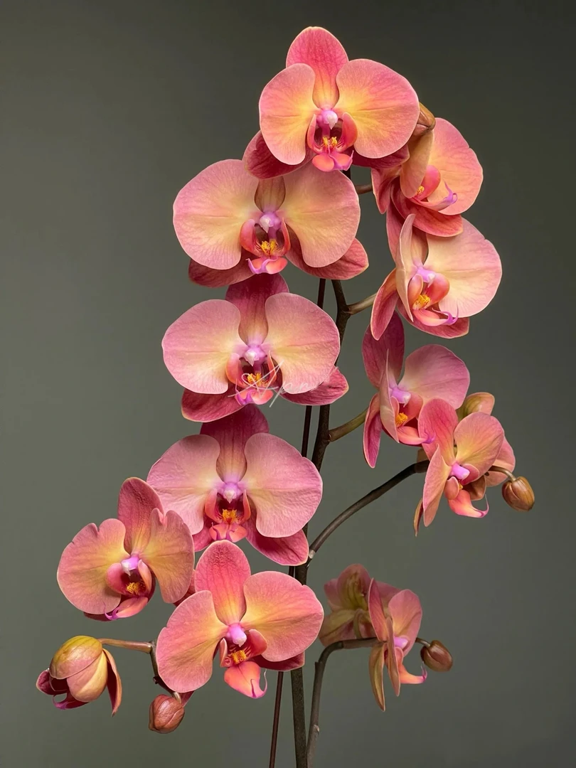 蝴蝶兰【霞光-落日宝珠】落日晚霞色中大花3.0寸苗根弱