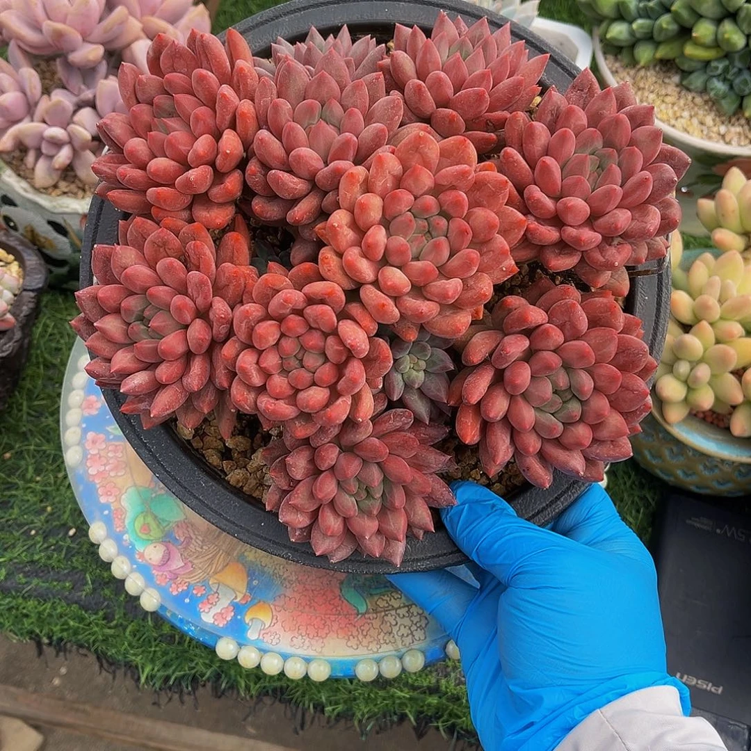 红蜻蜓无砍一物一拍