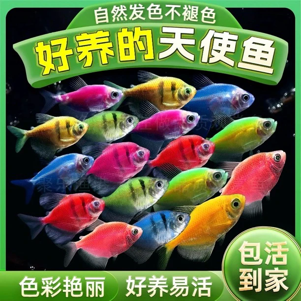 【顺丰包邮】老虎天使鱼观赏鱼淡水群游七彩热带小型鱼金鱼耐活好养