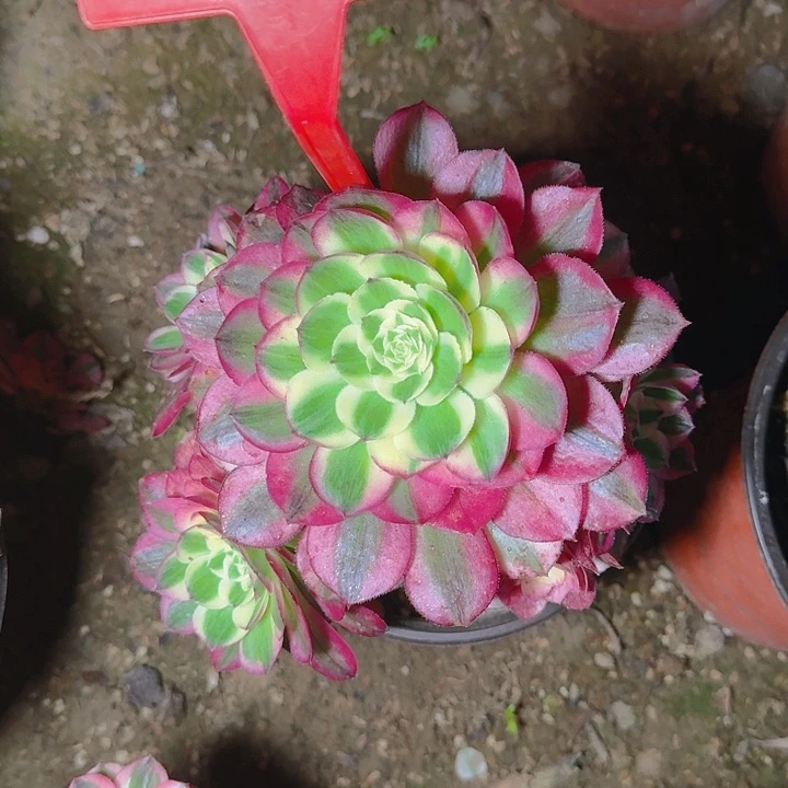 4-96海王多肉法师