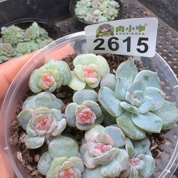 多肉植物多头植物