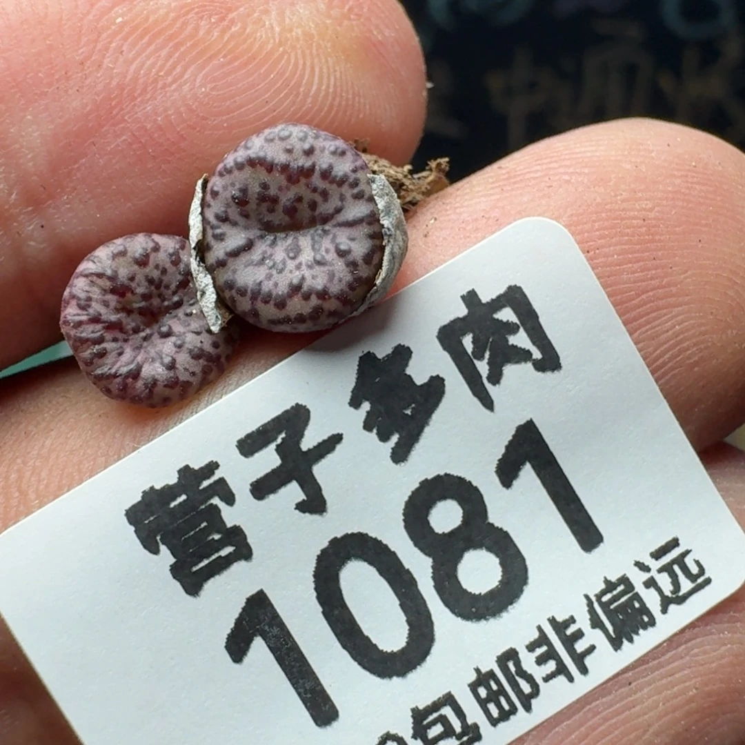 CR1306泡泡安贞。
