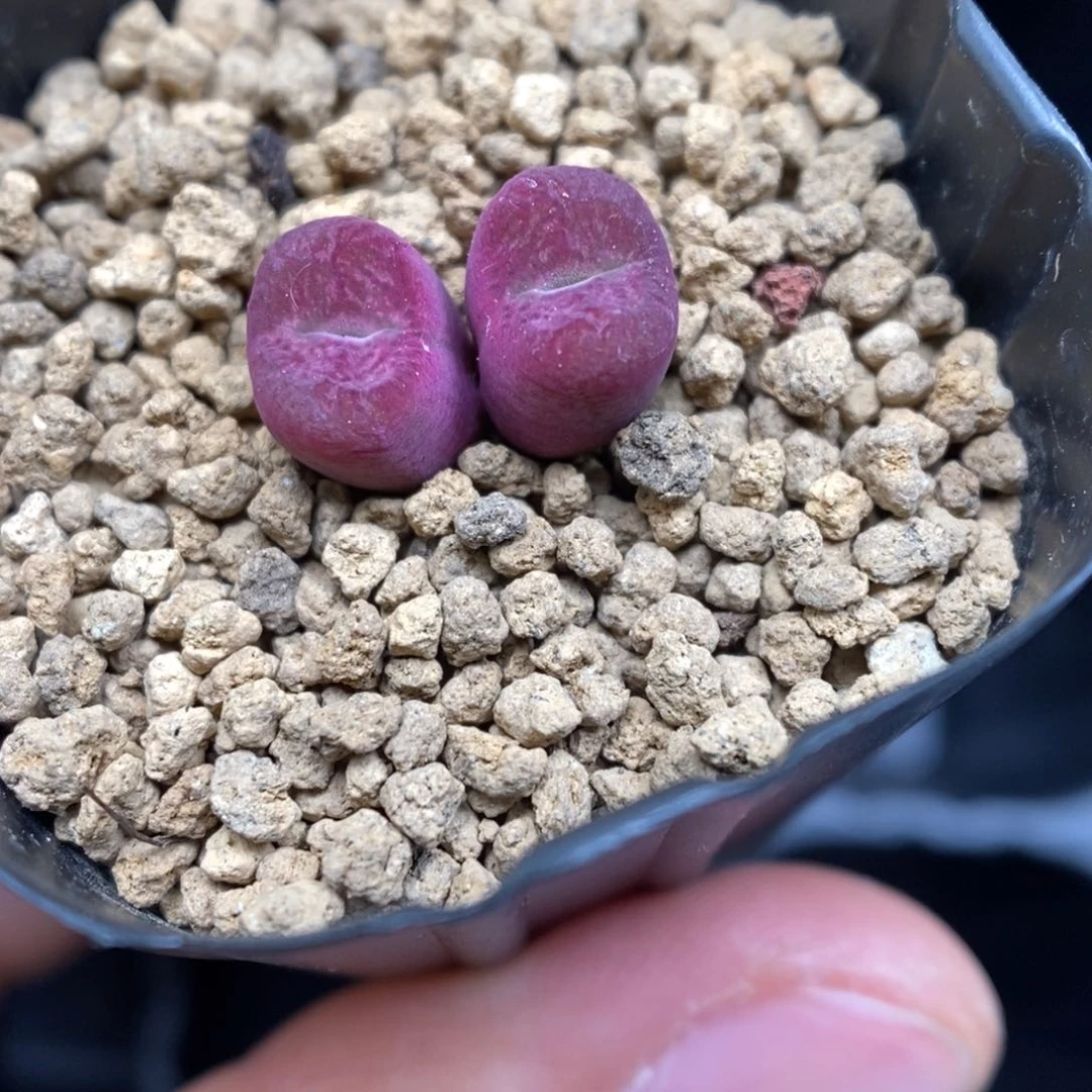 多肉植物K-780 墨杂