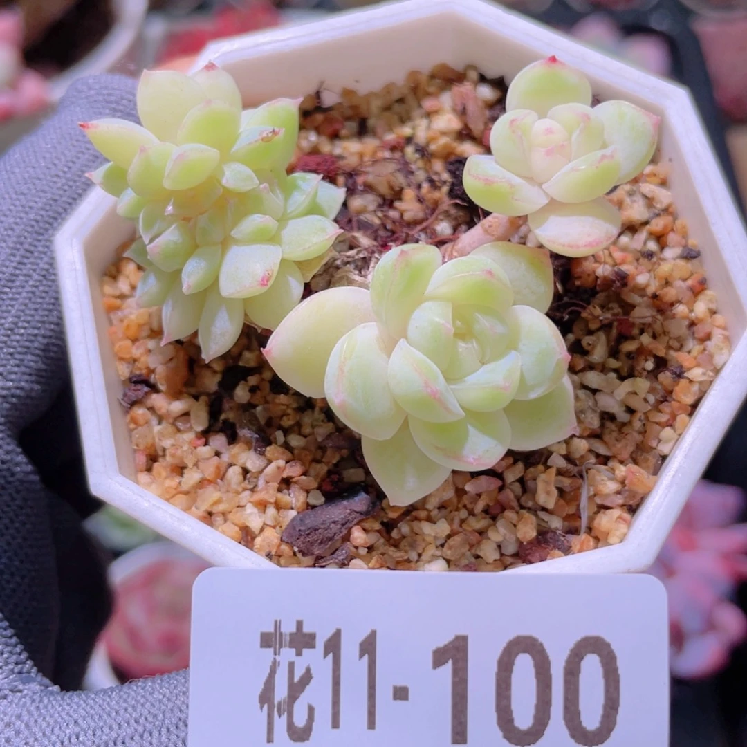 花利美 11-100新品缀化