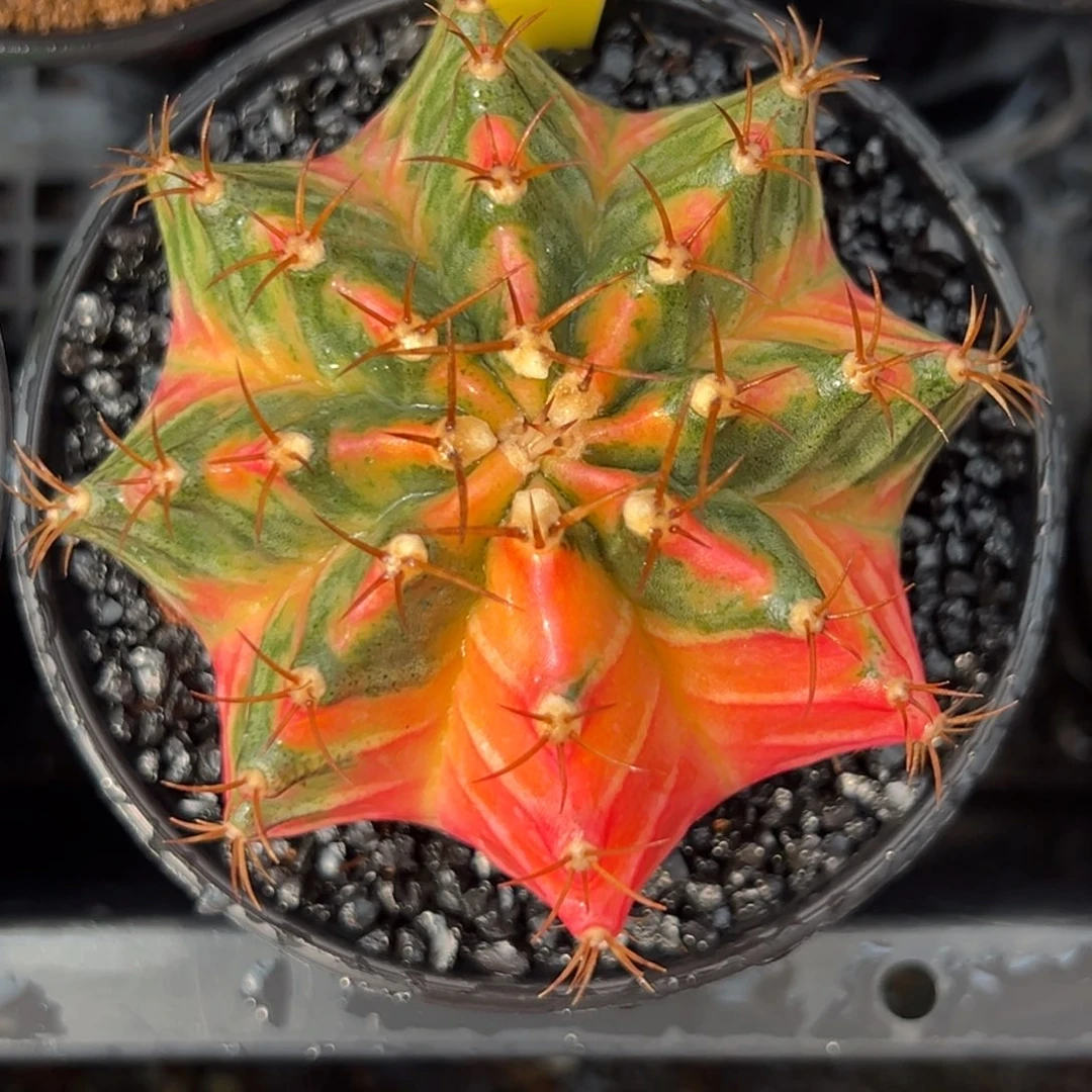 2实生泰系米哈锦，带盆土发货