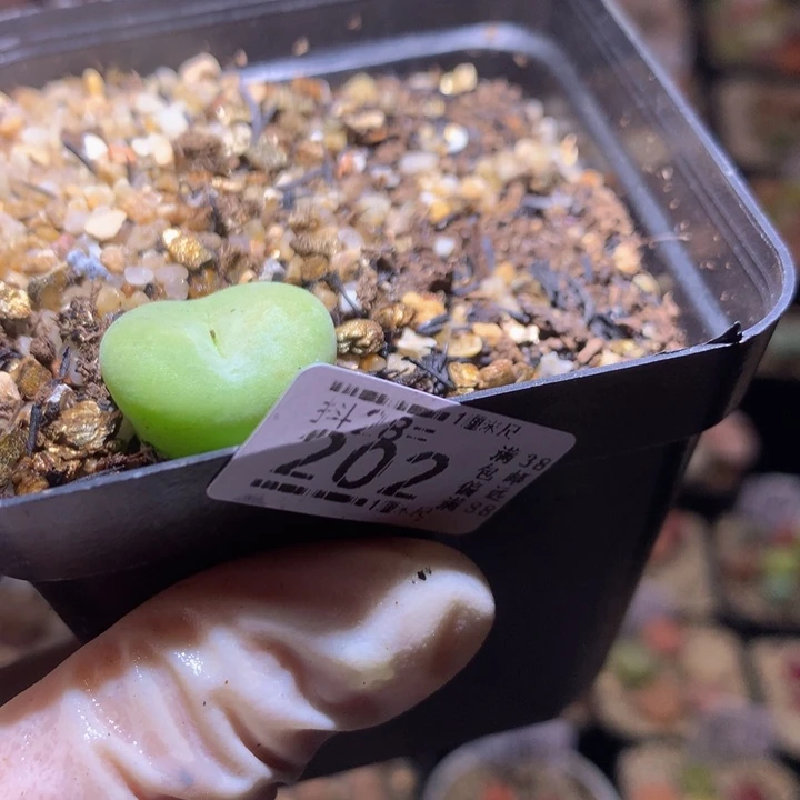 温*精品生石花28.202