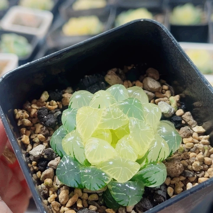 飞***机实生冰灯锦湖水福利