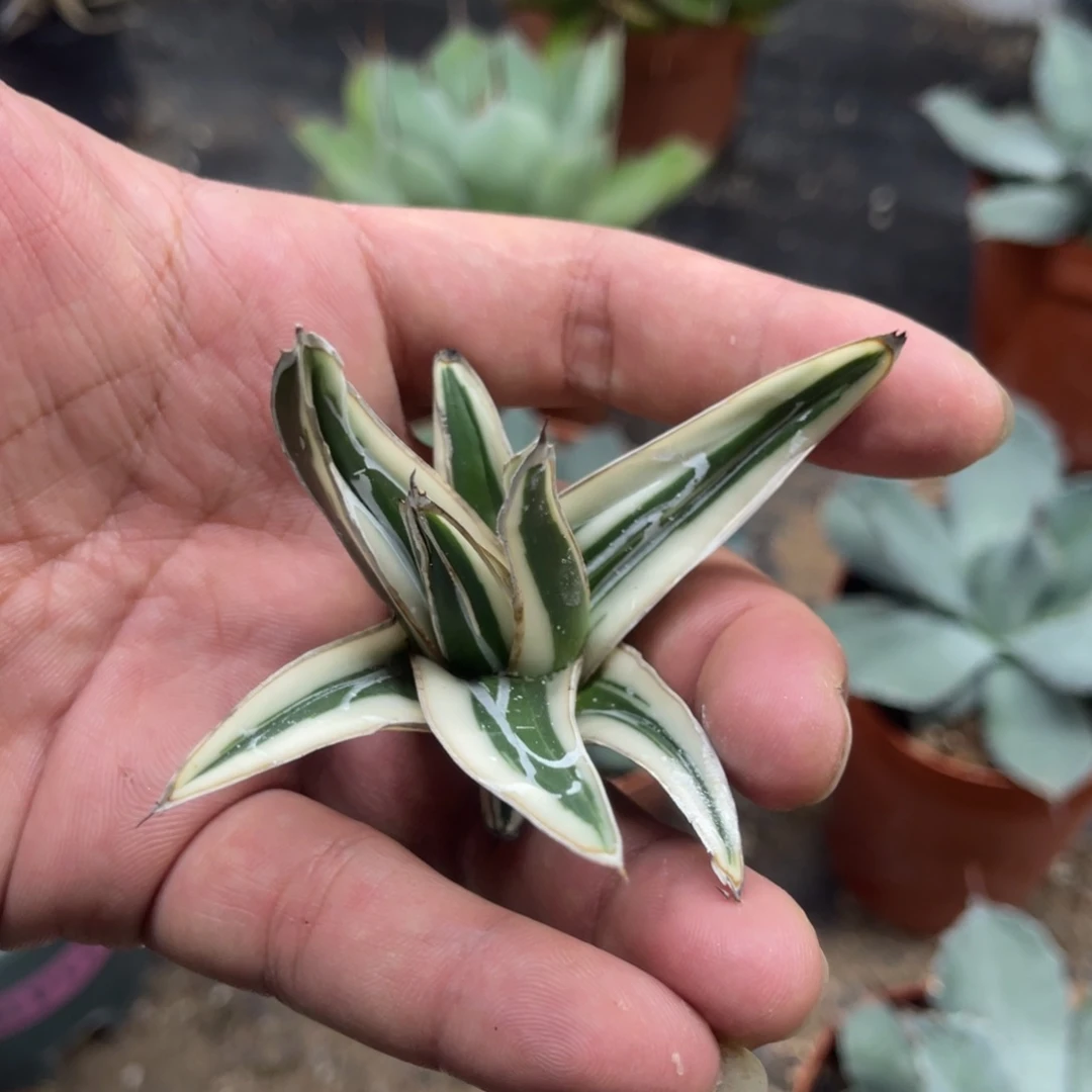 冰山龙舌兰系列无根