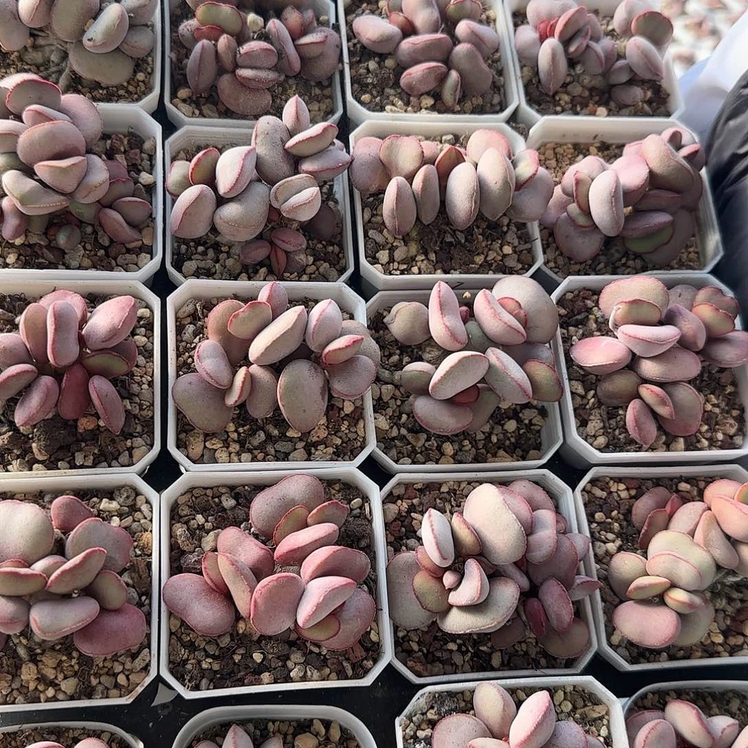 白肌红蛋量拍多肉