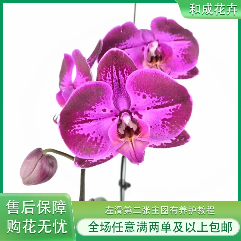 和成花卉【潮流】带花带花苞发货 蝴蝶兰基地直发