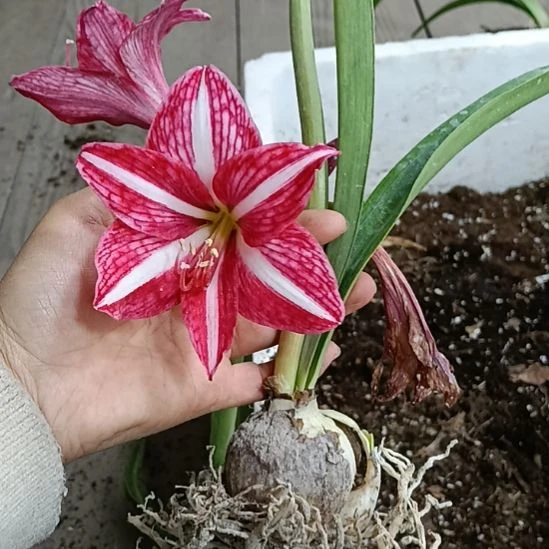 无花朵白助香山4.5发一个