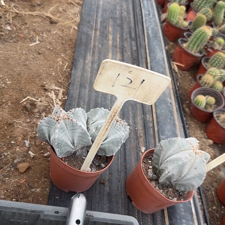 我***豆121号栾风玉毛花柱
