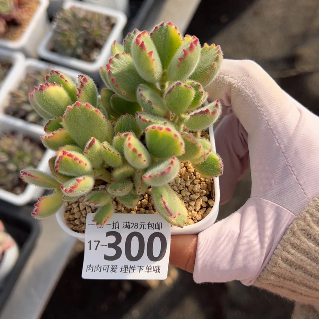 白熊多肉多肉多肉多肉