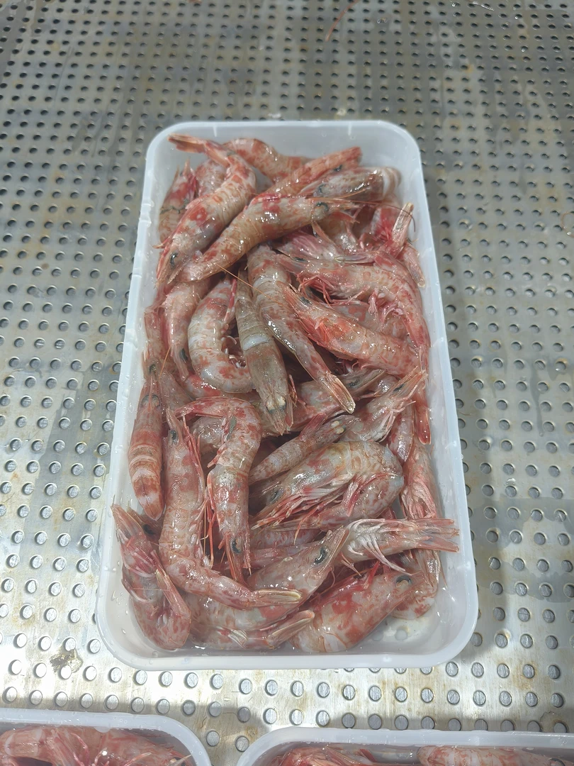 我国北部湾海域天然野生樱花虾。玫瑰虾。火焰虾